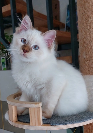 Heilige birma kitten abgabebereit 