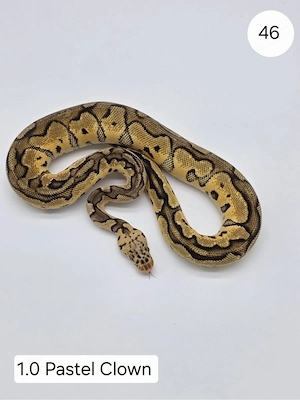 1.0 Pastel Clown  Königspython (Python regius)