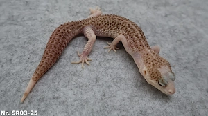 1,3 Mack Super Snow Tremper Albino Eclipse Raptor Männchen Weibchen 2025