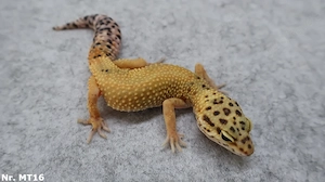 Leopardgecko Männchen Weibchen 2025