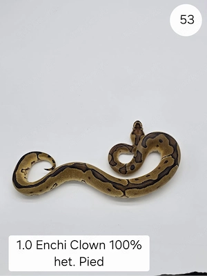 1.0 Enchi Clown het Pied  Königspython (Python regius)