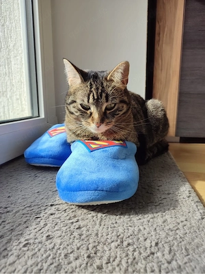 Sami sucht ihr Für-Immer-Zuhause
