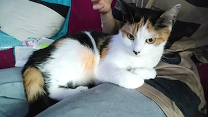 Katze zu Vergeben an wundervollen Mensch