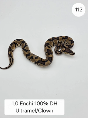 1.0 Enchi DH Ultra Clown  Königspython (Python regius)