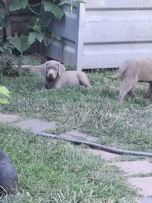 Silberne und schokobraune reinrassige Labradorwelpen 