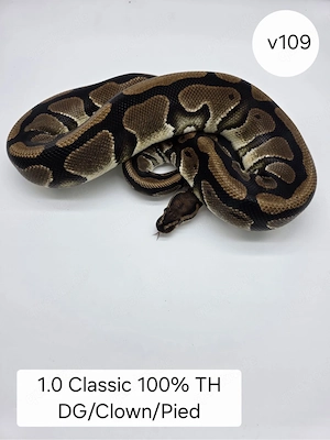 1.0 Classic TH DG Clown Pied  Königspython (Python regius)