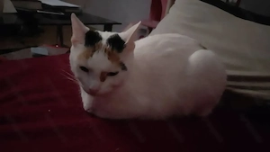 Katze sucht liebesvolles Zuhause 