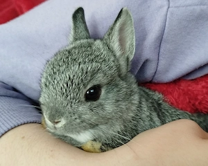 Kleinbleibende Farbenzwerg Zwergkaninchen Kaninchen Chinchilla Hase Zwerg Baby Minizwerge Emsdetten 
