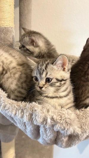 Baby kitten 