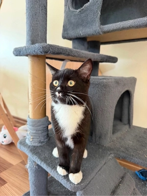 Bkh katze weiblich 