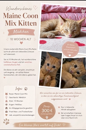    Maine Coon Mix Kitten (Mädchen)   10 Wochen alt   