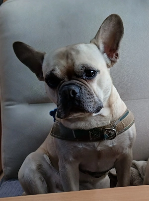 Henry sucht ein neues Zuhause