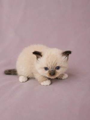 Perser Kitten bereit für die Reservierung 
