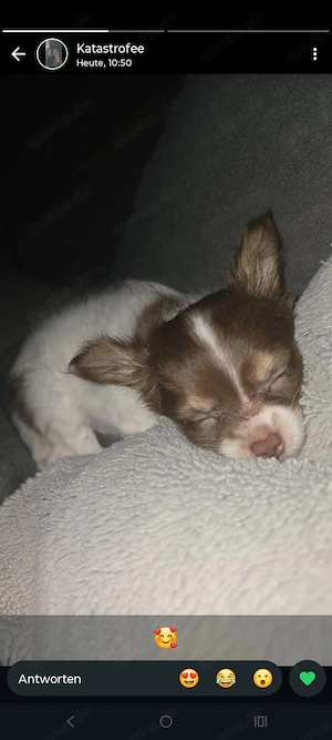 kleiner süsser Chihuahua 