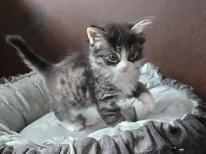 Edelmix Kitten abzugeben