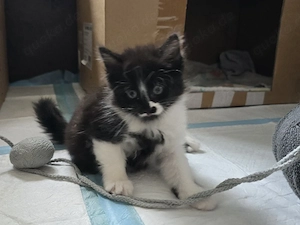 Edelmix Kitten abzugeben