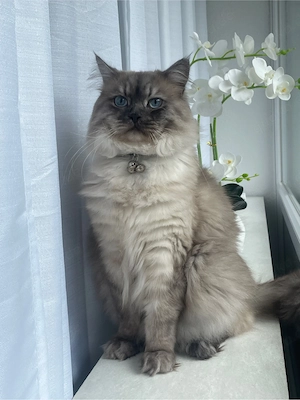 Ragdoll mix