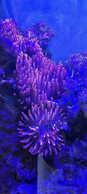 Kupferanemone Meerwasser Symbioseanemone