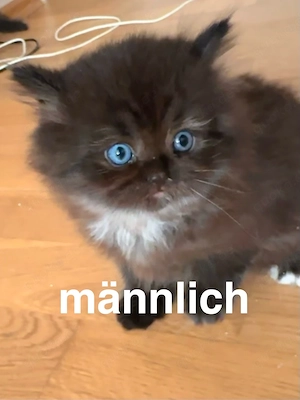 Sehr süße BKH- und BLH-Kätzchen.