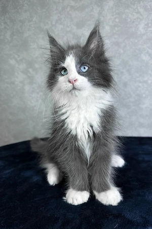 Ein süßes, 3 Monate Lazur Maine-Coon-Kätzchen sucht ein liebevolles Zuhause für immer.   