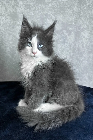 Ein süßes, 3 Monate Lazur Maine-Coon-Kätzchen sucht ein liebevolles Zuhause für immer.   