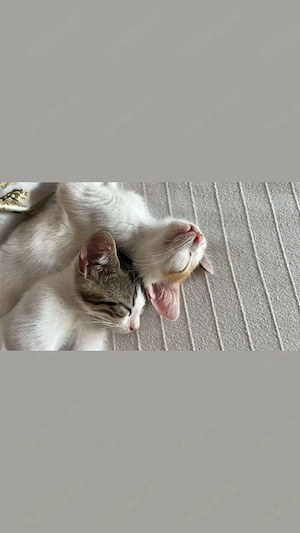 Kitten Katze Kater Tierschutz Bundesweite Vermittlung  Bild 4