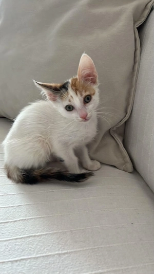 Kitten Katze Kater Tierschutz Bundesweite Vermittlung  Bild 3