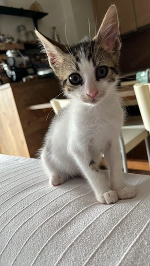 Kitten Katze Kater Tierschutz Bundesweite Vermittlung  Bild 2