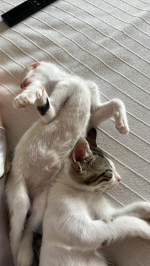 Kitten Katze Kater Tierschutz Bundesweite Vermittlung  Bild 5