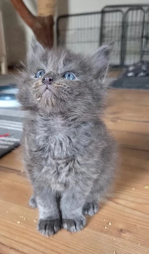 Maine Coon Kitten mit Stammbaum
