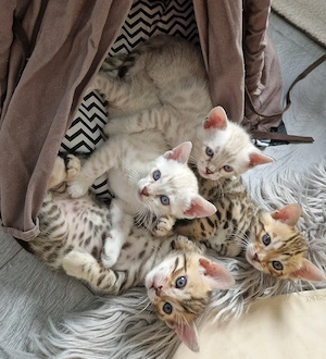 Bengal Kitten aus Traumverpaarung
