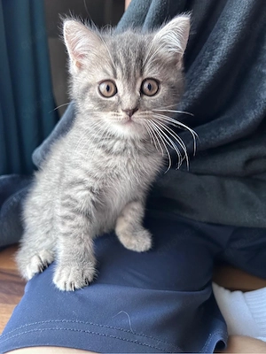 Katzen Babys