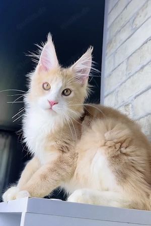 Ein süßes, 3 Monate Irvin Maine-Coon-Kätzchen sucht ein liebevolles Zuhause für immer.   