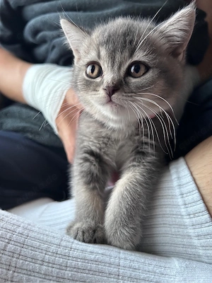 BKH Kitten 