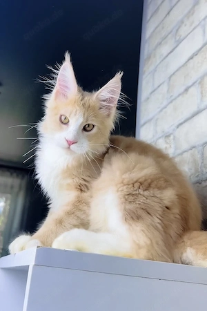 Ein süßes, 3 Monate irvin Maine-Coon-Kätzchen sucht ein liebevolles Zuhause für immer.   