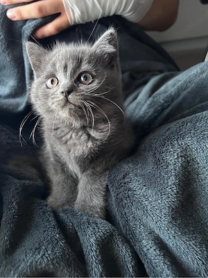 BKH Kitten