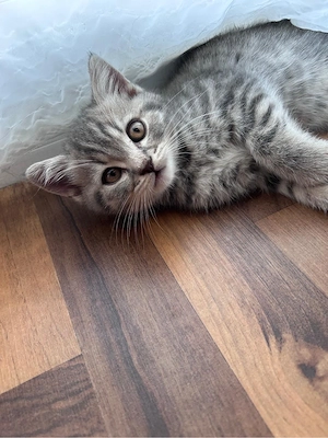 Katzen Babys Kitten BKH