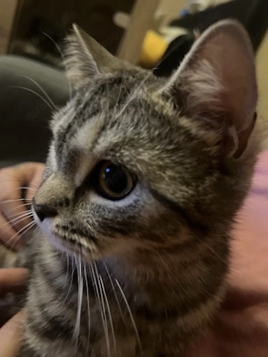 Katze 6 Monate 