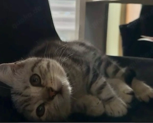 BHK Kitte Whiskas silver 