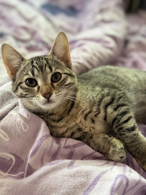 Suchen dringend liebevolles Zuhause für kleines Kätzchen, Katzenkind, Katze Rasse Mix, 