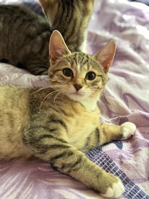 Suchen dringend liebevolle Zuhause für kleine Kätzchen, Katzenkinder, Katze, Kater, Rasse Mix, 