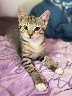 Kleine Kätzchen, Katzenkinder, Katerchen Rasse Mix, 