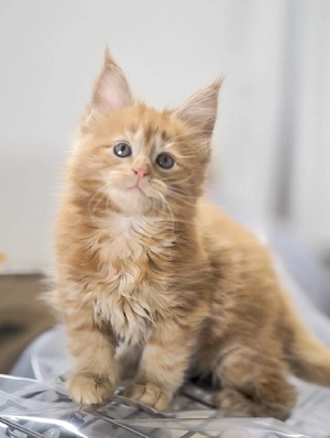 Registrierte Maine-Coon-Kätzchen