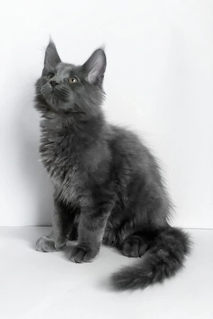 Ein süßes, 3 Monate altes Maine-Coon-Kätzchen sucht ein liebevolles Zuhause für immer.   