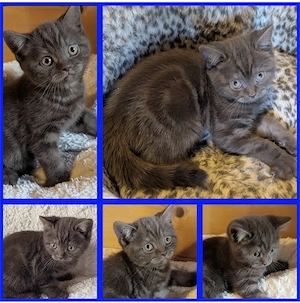 BKH Kitten Kater chocolate 