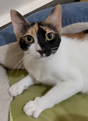 Zaubehafte Zoeey   sucht Liebevolles Zuhause 