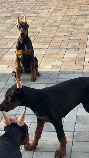 Premium-Dobermannwelpen verfügbar