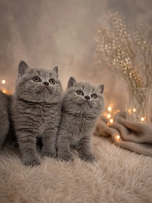 Noch 3 BKH Kitten Blau Mädels