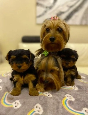 11 Wochen alte Yorkshire-Terrier-Welpen 
