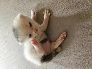 BKH Katzenbaby Kitten mit blauen Augen 